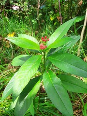 Asclepias curassavica