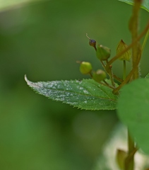 Scrophularia scopolii