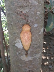 Nectandra lanceolata