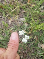 Valerianella amarella