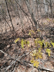 Piptadenia obliqua