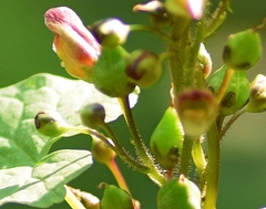 Scrophularia scopolii