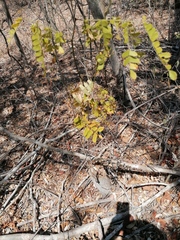 Piptadenia obliqua