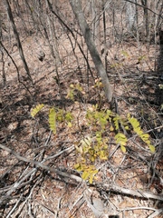 Piptadenia obliqua
