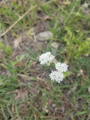 Valerianella amarella