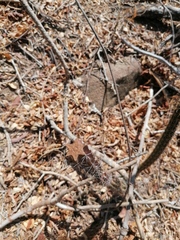 Acanthocereus hesperius