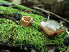 Humaria hemisphaerica