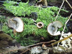 Humaria hemisphaerica