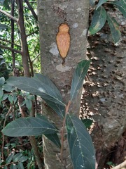 Nectandra lanceolata