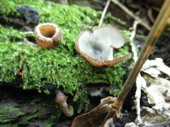 Humaria hemisphaerica