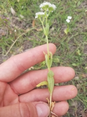 Valerianella amarella
