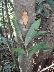 Nectandra lanceolata