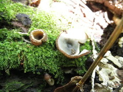 Humaria hemisphaerica