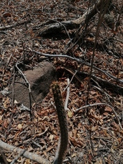 Acanthocereus hesperius