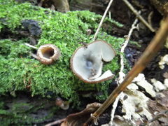 Humaria hemisphaerica