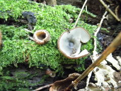 Humaria hemisphaerica