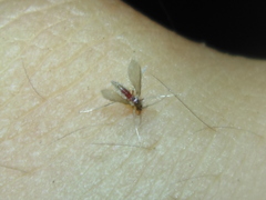 Phlebotominae