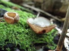 Humaria hemisphaerica