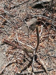 Acanthocereus hesperius