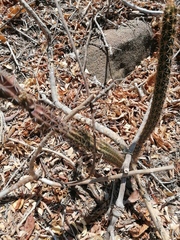 Acanthocereus hesperius