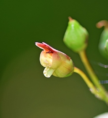 Scrophularia scopolii