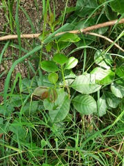 Psidium cattleyanum