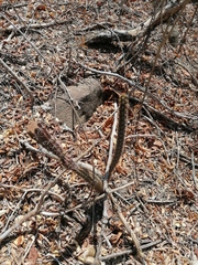 Acanthocereus hesperius