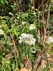 Grazielia intermedia