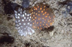 Polycitor giganteus
