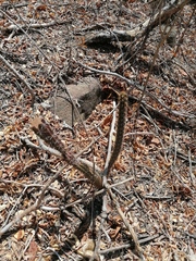 Acanthocereus hesperius
