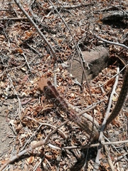 Acanthocereus hesperius