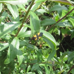 Oncopeltus orourkeae