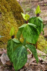 Trillium tennesseense