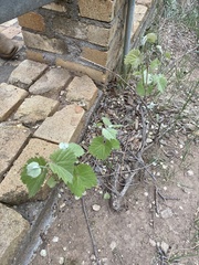 Vitis acerifolia