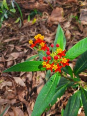 Asclepias curassavica