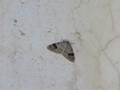 Venusia semistrigata