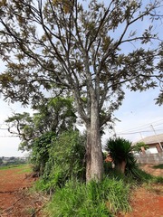 Cedrela fissilis
