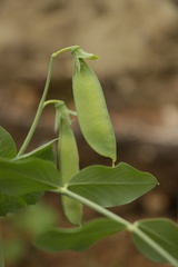 Pisum sativum