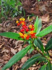 Asclepias curassavica