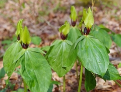 Trillium tennesseense