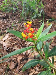 Asclepias curassavica