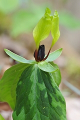 Trillium tennesseense