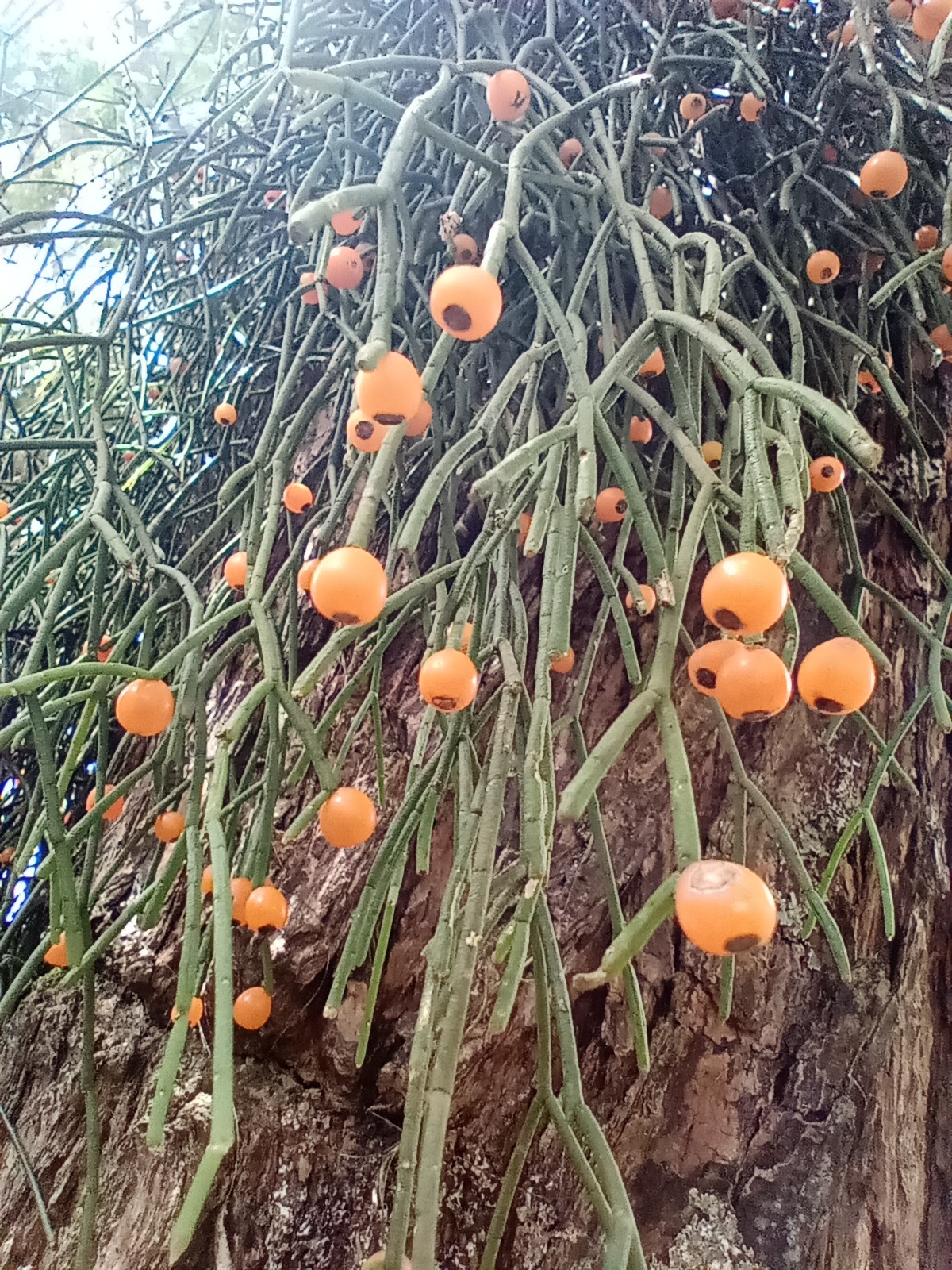 Rhipsalis campos-portoana