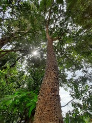 Zanthoxylum rhoifolium