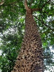 Zanthoxylum rhoifolium