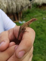 Anolis auratus