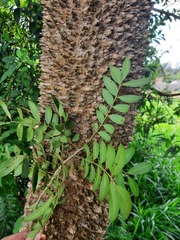 Zanthoxylum rhoifolium