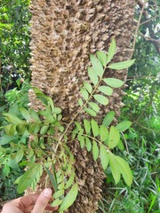 Zanthoxylum rhoifolium
