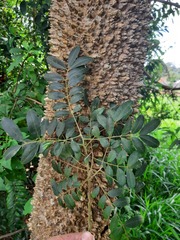 Zanthoxylum rhoifolium