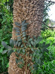 Zanthoxylum rhoifolium
